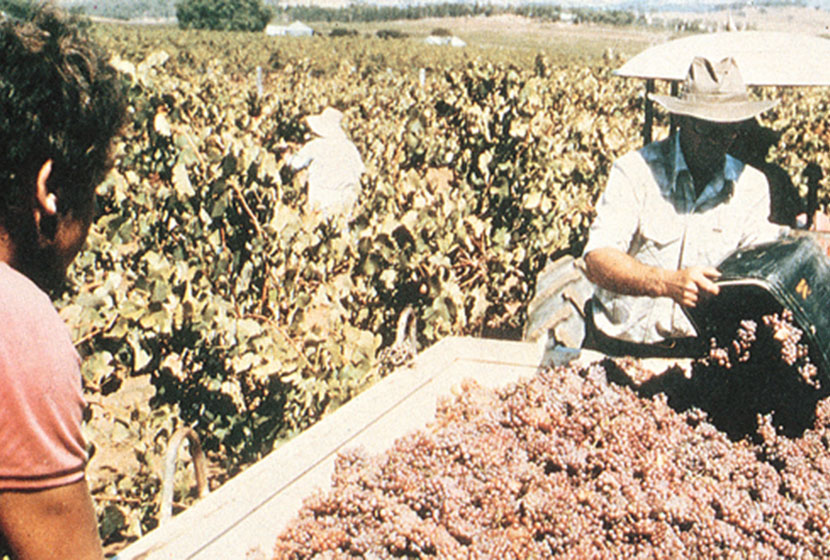 1980. Harvesting Shiraz grapes at the Montrose Estate.